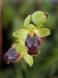 Ophrys caesiella